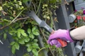 LEATHER FLEXIR GLOVES SMALL PINK(6)