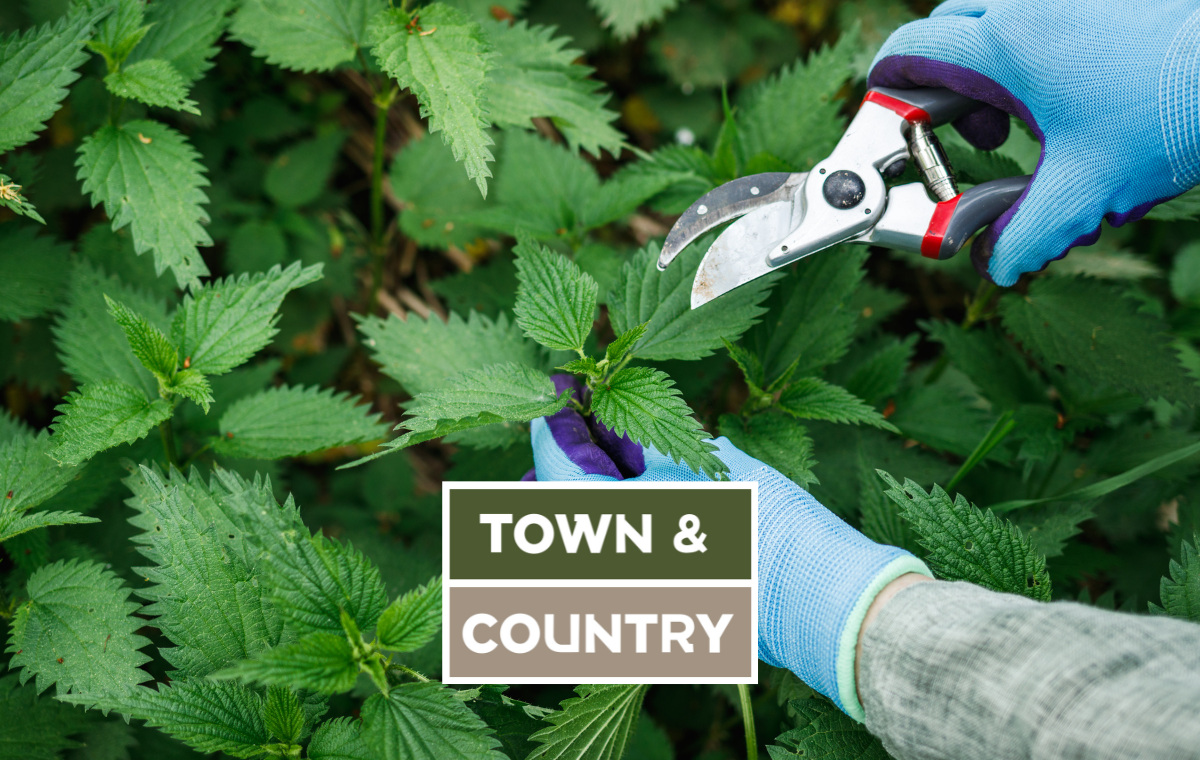 The Weeds You’ll Regret Ignoring: Town & Country Reveals the Garden Invaders to Tackle Before They Take Over